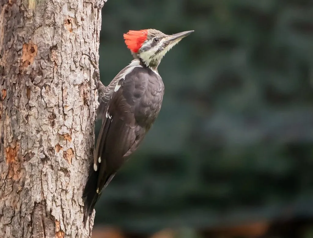 Bird Genus - Pileated Woodpecker